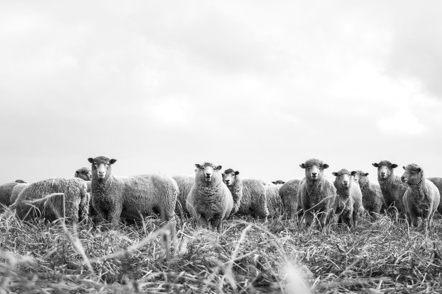 Troupeau de moutons